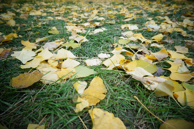outdoors, fall, leaf, day, yellow, surface level, 2K, plant part, selective focus, beauty in nature, grass, falling, autumn, defoliation, grassland, nature