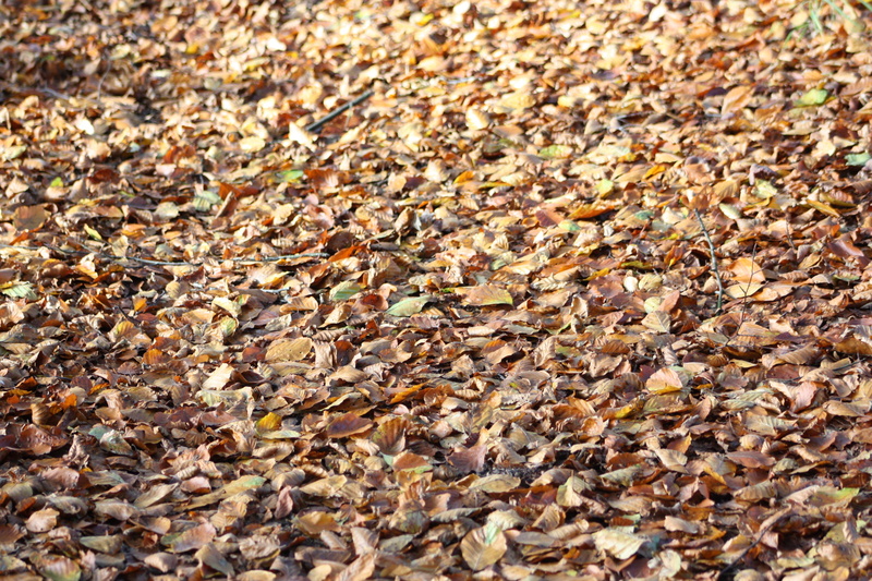 change, seasonal shift, forest, high angle view, pebble, backgrounds, the seasons change, beauty in nature, textured, autumn leaf, color, large group of objects