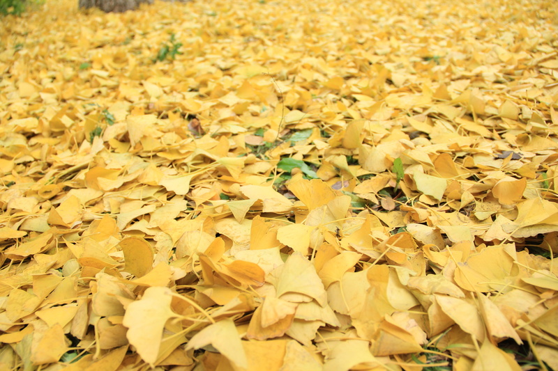 flower, backgrounds, season, 5K, land, springtime, freshness, nature, leaves, autumn, fragility, no people, close-up, petal, color, golden yellow, flower head