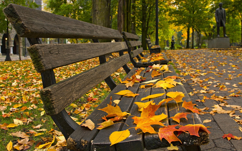 the leaves, park bench, land, autumn, falling, leaf, day, nature, 5K, change, seat, orange color, tranquility, yellow, outdoors, plant, leaves, autumn collection