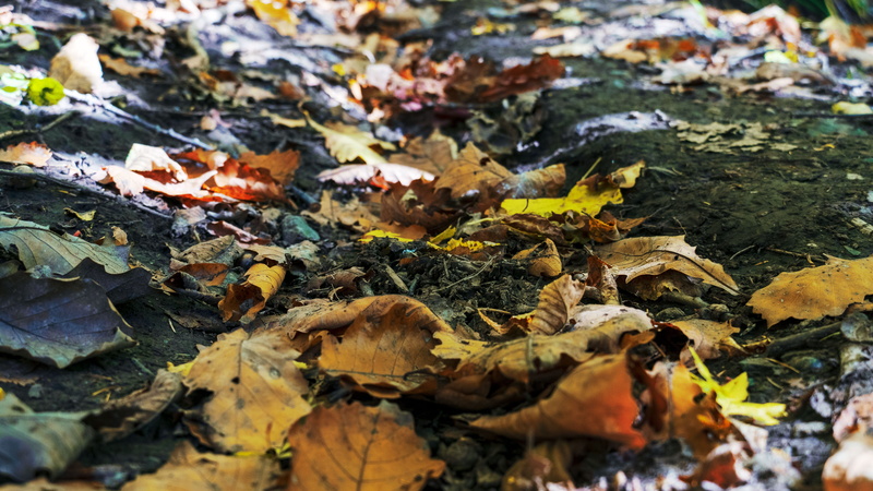 deciduous trees, field, nature, fall, natural condition, the fall colors, dry, close-up, maple leaf, change, day, autumn, beauty in nature, leaf, plant part