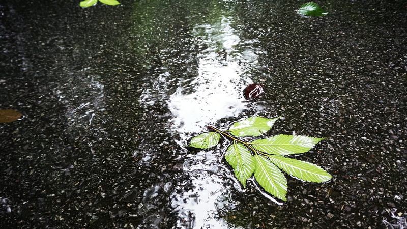 no people, high angle view, floating on water, day, nature, 2K, waterfront, leaf, plant part, rain, Defoliation, shallow, puddle, floating, outdoors, leaves