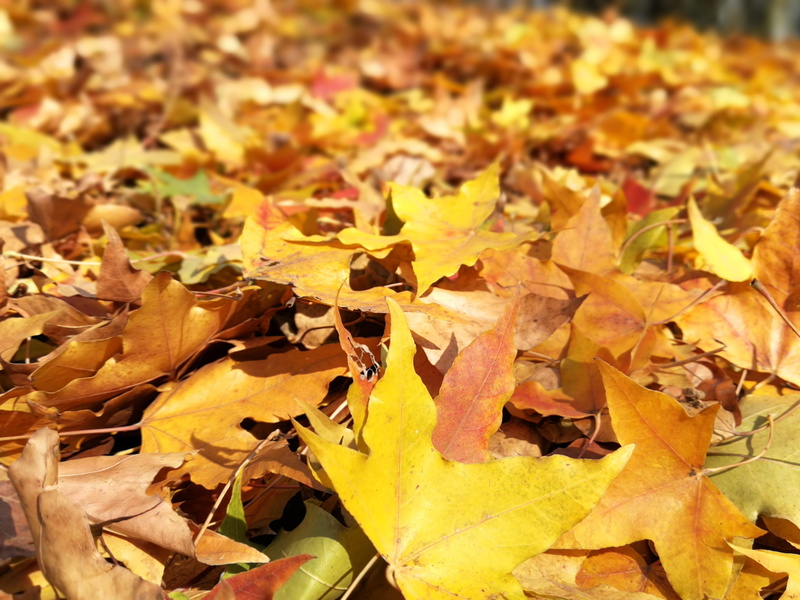 plant part, full yellow gold, orange color, outdoors, defoliation, leaf, maple leaf, leaves, close-up, nature, autumn, high angle view, yellow, road, fall