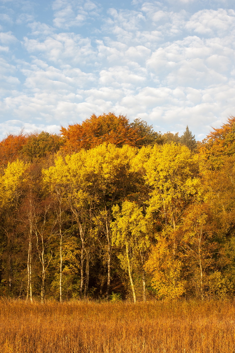 Defoliation, beauty in nature, field, non-urban scene, tranquility, scenics - nature, nature, environment, growth, sky, day, land, fall, Forest, change