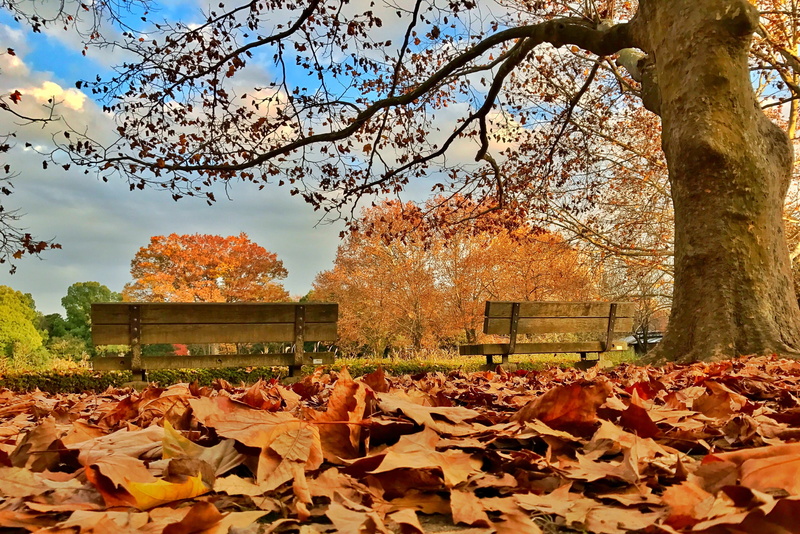 change, tree trunk, outdoors, day, natural condition, late autumn, leaf, autumn, branch, maple leaf, poetry, architecture, chair, 4K, fall, Defoliation