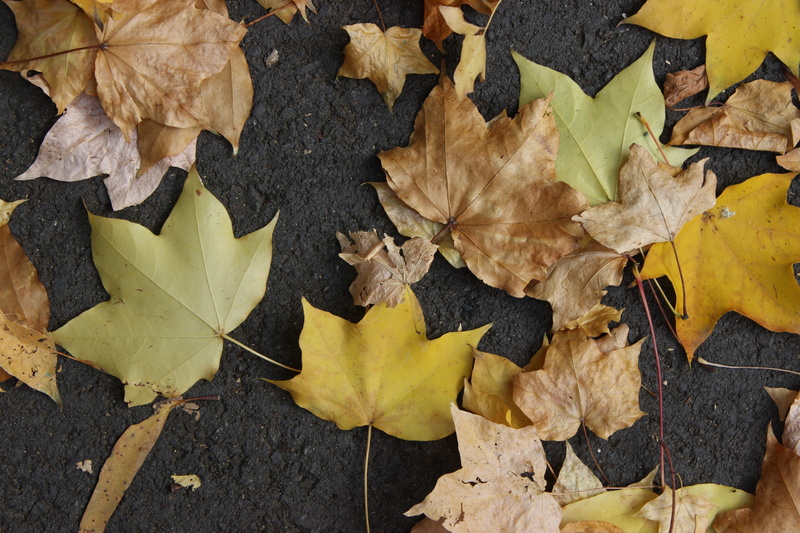 fragility, leaf, the leaves, full yellow gold, high angle view, rather critical, leaves, close-up, dry, red leaves, maple leaf leaves, maple leaf, leaf vein