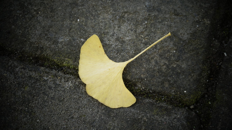 dry, city, outdoors, fragility, yellow, nature, fruit, high angle view, directly above, defoliation, 4K, plant part, change, beauty in nature, day, single object