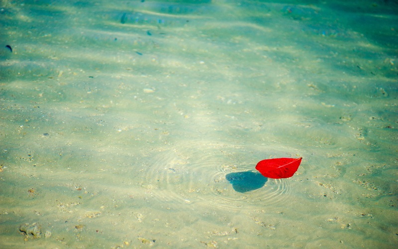 clear, leaf, floating, nature, blue, red, full frame, koh chang, summer, day, reflection, tranquil scene, turquoise colored, flower, beauty in nature, body