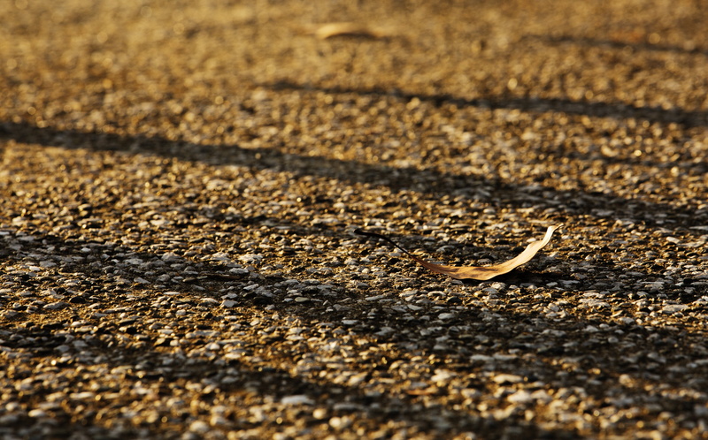 animal themes, road, autumn, transportation, lonely, reptile, day, animal, animals in the wild, 5K, sunset, textured, backgrounds, one animal, shadow