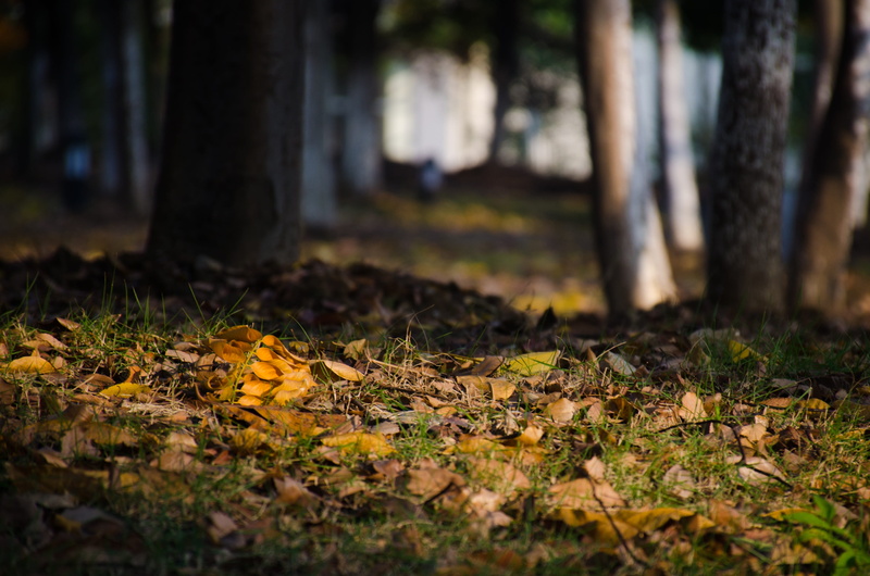 grass, sunshine, trunk, falling, change, 4K, day, tree, plant, outdoors, grassland, tranquility, surface level, beauty in nature, selective focus, leaf