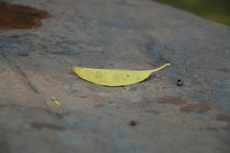 dry, leaf, early autumn, animals in the wild, no people, page, plant part, day, footpath, close-up, 5K, defoliation, high angle view, autumn, nature, invertebrate