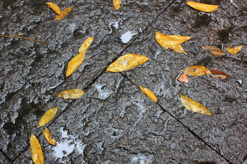 close-up, directly above, nature, plant part, outdoors, falling, dry, textured, no people, autumn, leaves, plant, defoliation, yellow, 1080P, day, full frame