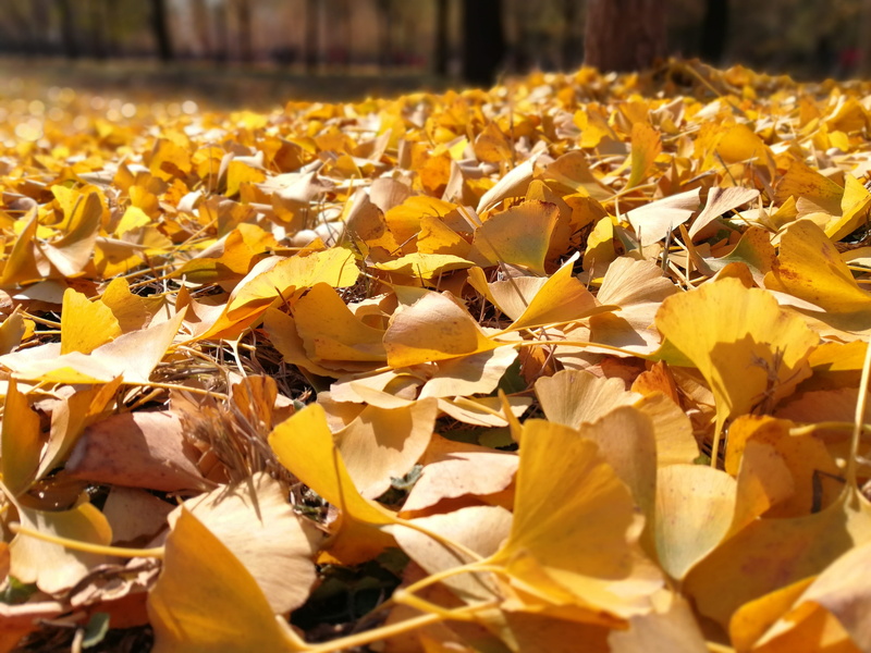 surface level, no people, falling, leaves, vulnerability, selective focus, yellow, beauty in nature, change, fragility, golden yellow, plant part, sunlight