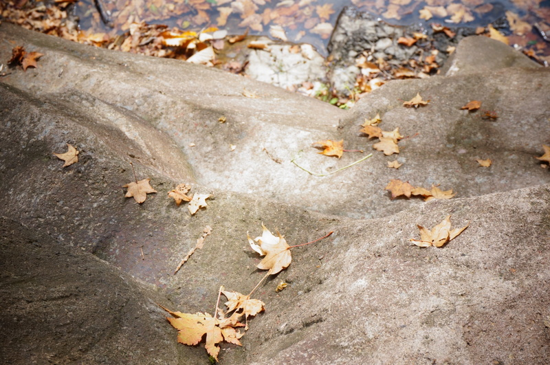 autumn, dry, close-up, fragility, Golden Yellow, autumn collection, plant, falling, no people, outdoors, Defoliation, change, land, day, leaf, Stone, beauty in nature