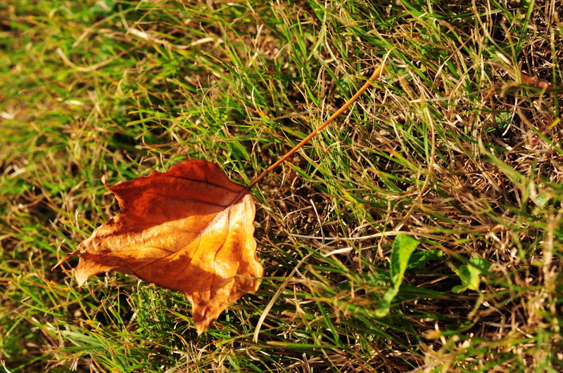 dried, close-up, Grassland, Autumn, high angle view, outdoors, land, grass, falling, day, leaves, 4K, leaf, fragility, field, plant, orange color, vulnerability