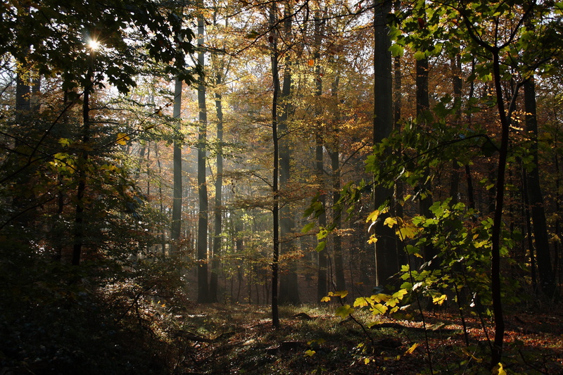 scenics - nature, non-urban scene, nature, tranquility, land, plant, no people, trunk, 4K, sunlight, day, growth, Beeches, tranquil scene, Forest, tree