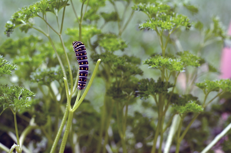 selective focus, colorful, defoliation, Caterpillar, natural, invertebrate, leaves, black, white, yellow, pest, animals in the wild, plant part, defoliate