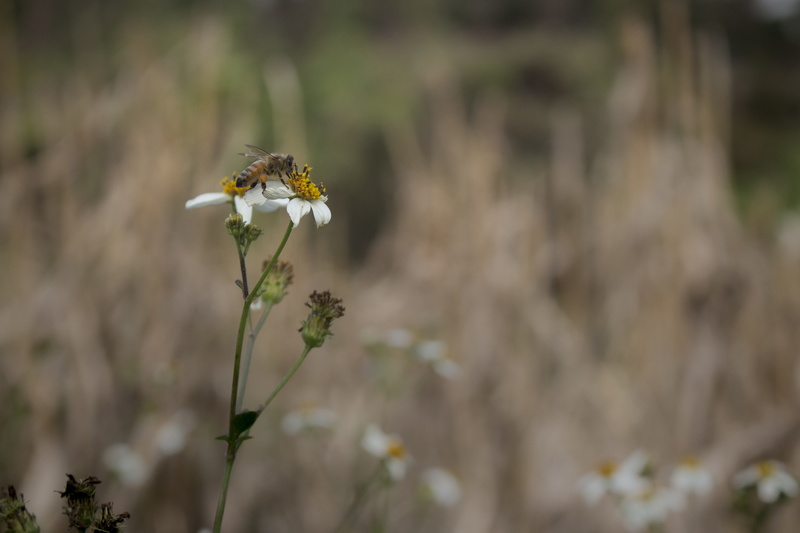 one animal, animal themes, defoliation, petal, fragility, focus on foreground, no people, day, animal, animals in the wild, beauty in nature, animal wildlife