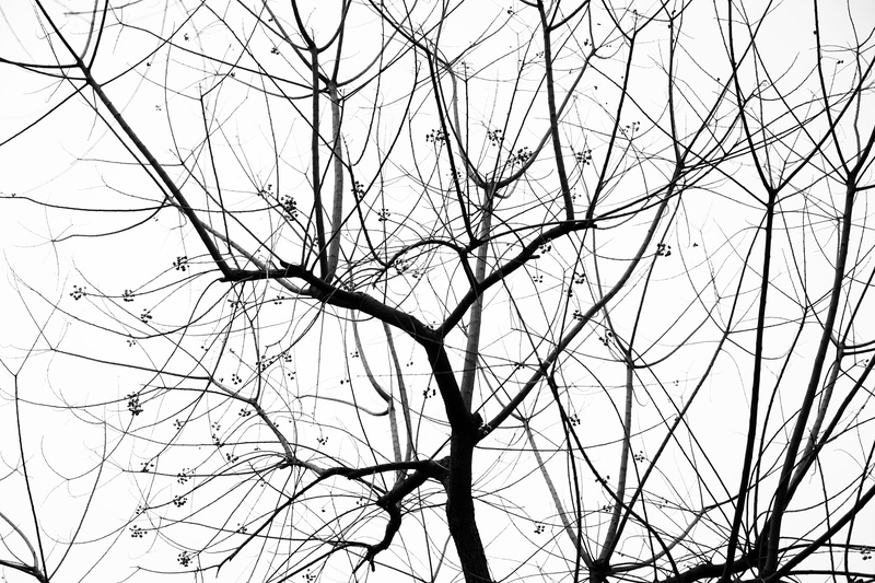 cold, backgrounds, plant, scenics - nature, defoliation, angle, silhouette, bare tree, complexity, twig, tranquility, leafless, 5K, nature, low angle view