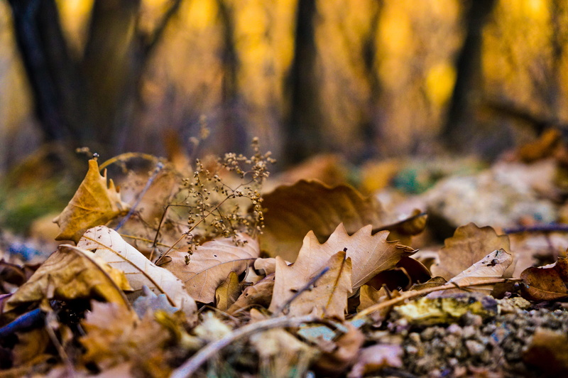 leaves, forest, outdoors, selective focus, plant part, plant, autumn, autumn collection, no people, close-up, day, dry, leaf, 2K, woodland, mushroom, sunset