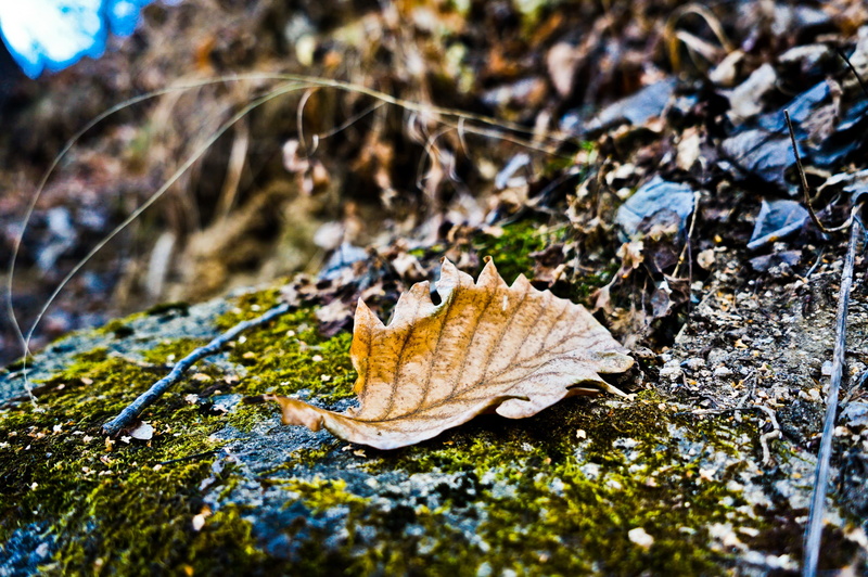 leaves, high angle view, day, beauty in nature, sunset, land, selective focus, fragility, falling, leaf, no people, focus on foreground, vulnerability