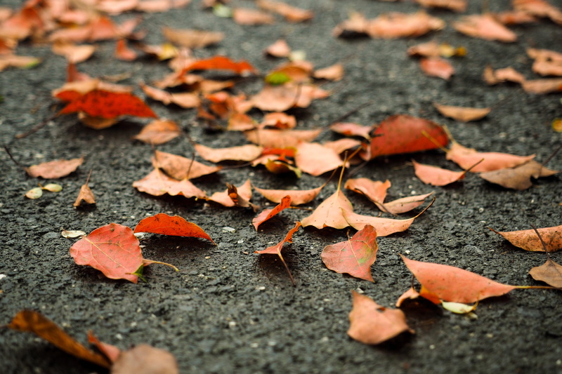 nature, falling, fall, defoliation, autumn, street, vulnerability, surface level, natural condition, outdoors, autumn collection, change, leaf, no people
