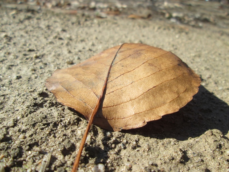 picturesque, high angle view, stem, plant part, no people, dry, fall, environment, selective focus, textured, eco, nature, maple, day, leaf, brown, oak
