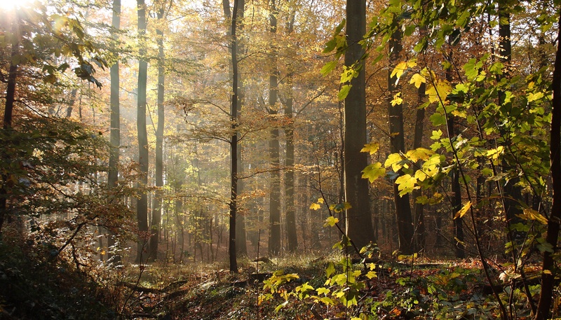nature, plant part, 2K, trunk, tree trunk, tranquility, defoliation, woodland, no people, change, autumn, trees, outdoors, tree, sunlight, forest, natural