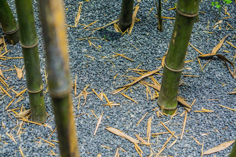 bamboo - plant, plant, field, land, 5K, leaf, day, nature, no people, standing, bamboo, defoliation, construction industry, high angle view, sunlight