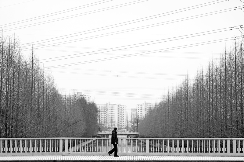 barrier, connection, railing, black And White, defoliation, electricity, tree, plant, bridge, architecture, walking, day, nature, outdoors, cold, silhouette