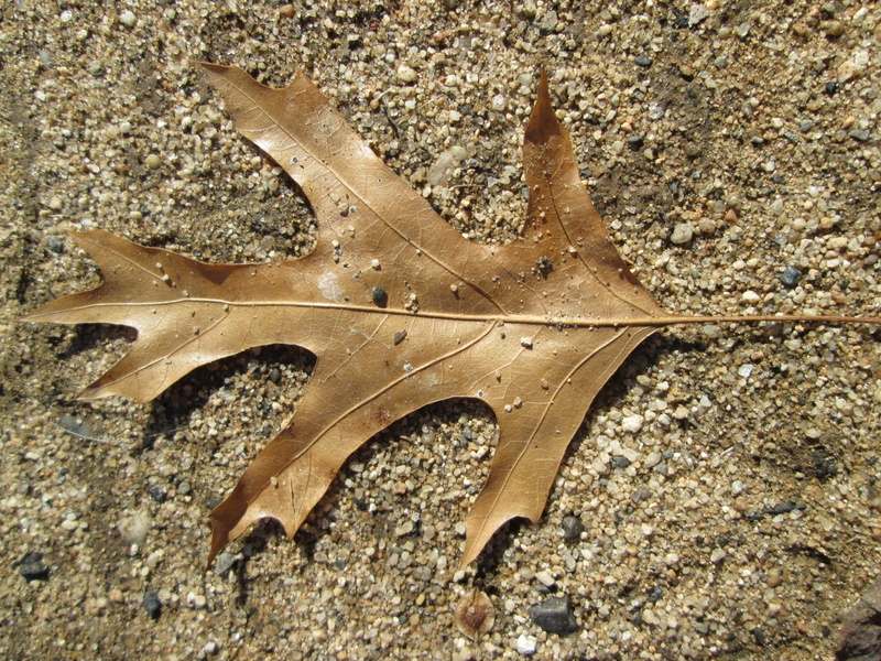 no people, 1080P, maple, leaf, nature, botany, outdoors, ecology, close-up, stem, starfish, botanical, november, picturesque, marine, october, defoliation