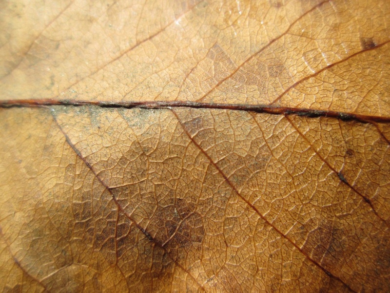 cover, maple, macro, ecology, botany, natural pattern, organic, rough, oak, pattern, ground, plant, full frame, stem, textured, backgrounds, environment