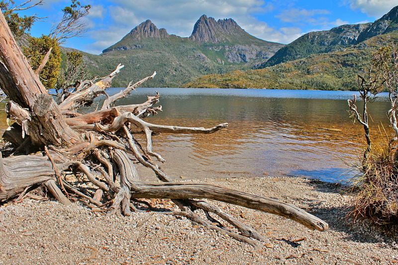 tree, nature, dead plant, 4K, beauty in nature, scenics - nature, national park, water, cradle, mountain range, outdoors, lake, driftwood, idyllic, day