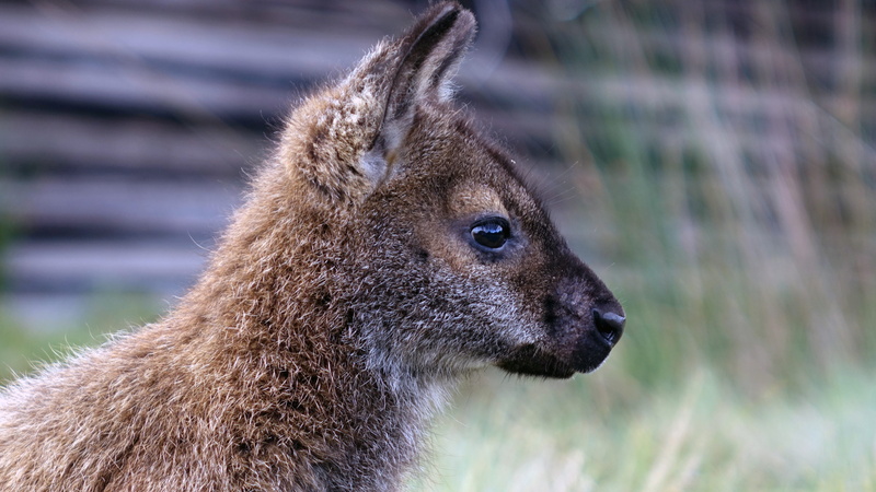 wild, no people, animals in the wild, portrait, national park, outdoors, looking, tasmania, profile view, young animal, animal wildlife, one animal, animal body part
