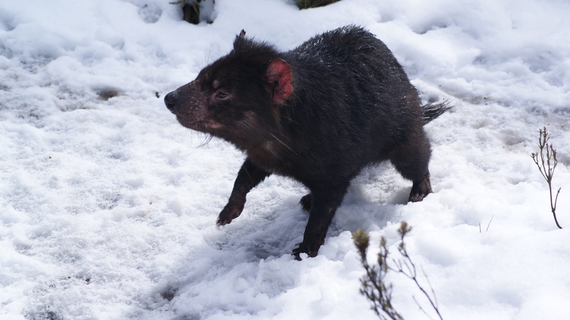 pets, tasmania, 4K, animals in the wild, animal themes, devils cradle, marsupial, vertebrate, native, black color, cold temperature, white color, frost