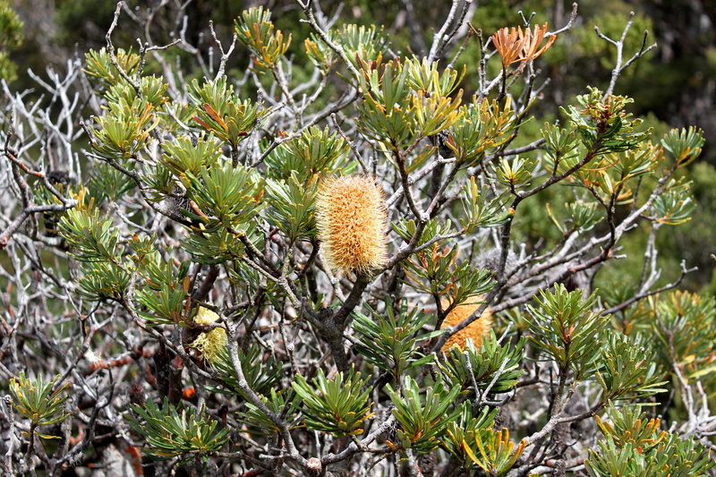 Bottlebrush, sunlight, Tree, freshness, field, nature, close-up, outdoors, beauty in nature, coniferous tree, fragility, no people, plant part, 2K, plant