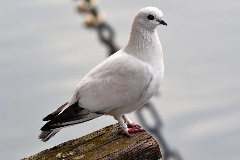 animal, outdoors, looking away, close-up, wing, seagull, looking, one animal, nature, lake park, focus on foreground, full length, bird, animal themes