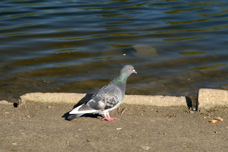 day, animal themes, beak, no people, pen, perching, animals in the wild, high angle view, birds, nature, one animal, lakeshore, animals, animal wildlife
