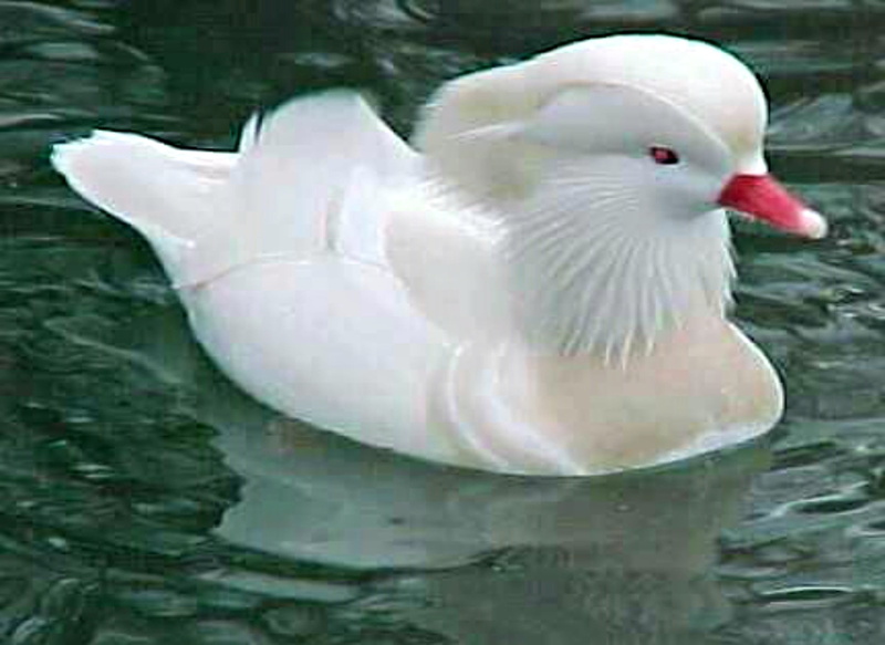 animal, one animal, white color, no people, vertebrate, lake, nature, outdoors, reflection, 1080P, Water, Duck, Albino, dove - bird, animals in the wild