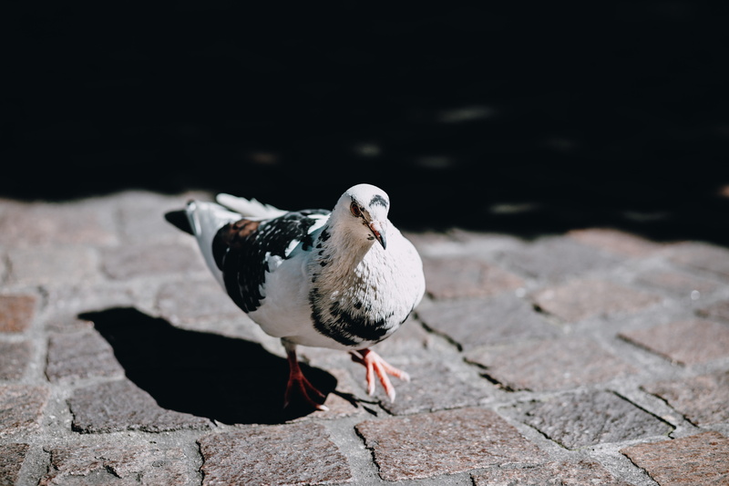 rock, pigeon, animal wildlife, walk, brown, brick, animal, dove, one animal, perching, bird, sunlight, animal themes, geneva, no people, outdoors, booby