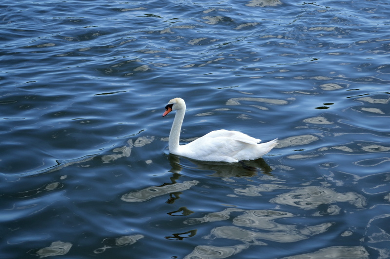 lonely, swan, floating on water, natural, pond, alone, water, marine, lonesome, patient, environment, species, dove, high angle view, fly, swimmer, animal family