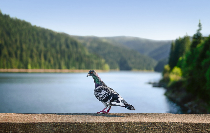 conifer, wild, animals in the wild, day, concrete, nature, animal themes, tree, rock, plant, close up, vertebrate, dove, outdoors, 2K, bird, wall, focus on foreground