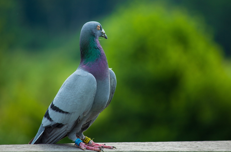 wood floor, flying, light effect, animal wildlife, camera lens, animal themes, 4K, close-up, beak, perching, macro shooting, plumage, nature, vertebrate