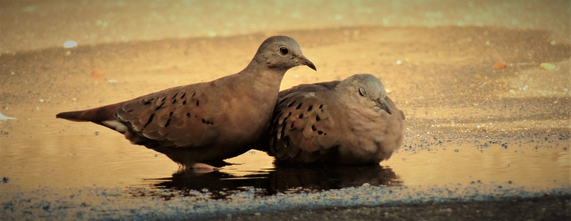 animal, nature, weasels, mourning dove, dove - bird, 4K, birdie, outdoors, full length, animals in the wild, vertebrate, water, focus on foreground, group of animals