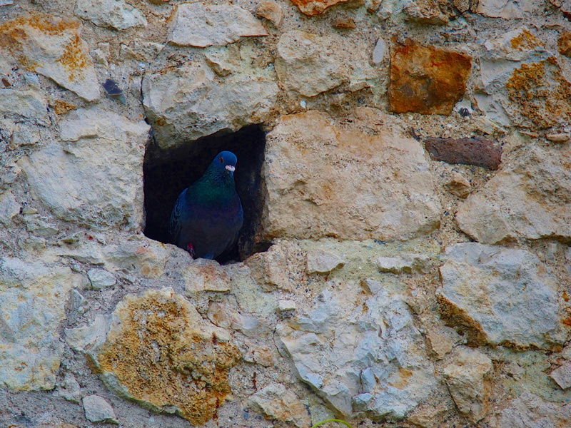 nature, day, outdoors, stone wall, architecture, solid, landscape, bird, animals in the wild, lake dusia, dove, wall, gentleness, 4K, spring, animal themes