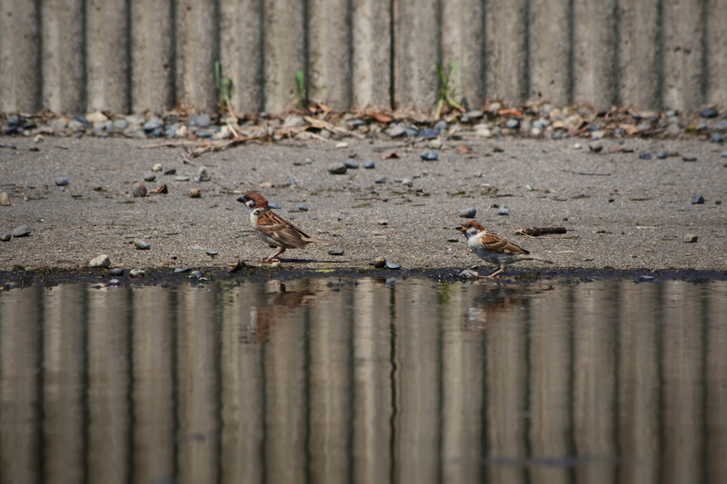 group of animals, nature, little bird, landscape, lake, sparrow, natural, animal, dove - bird, water, animal themes, two animals, beauty in nature, 5K