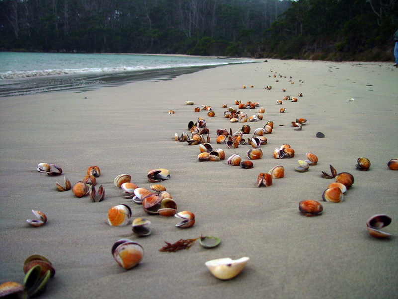tasmania, sand, tide, australia, aboned, water, shells, ocean, beach, 1080P, pippies, 3d and abstract