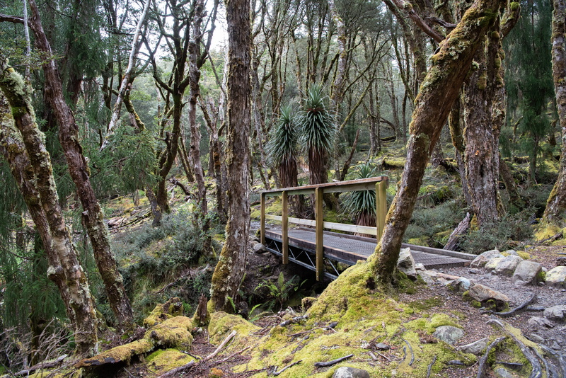 no people, scenics - nature, non-urban scene, growth, abandoned, national park, tranquility, beauty in nature, water, forest, overland track, wilderness