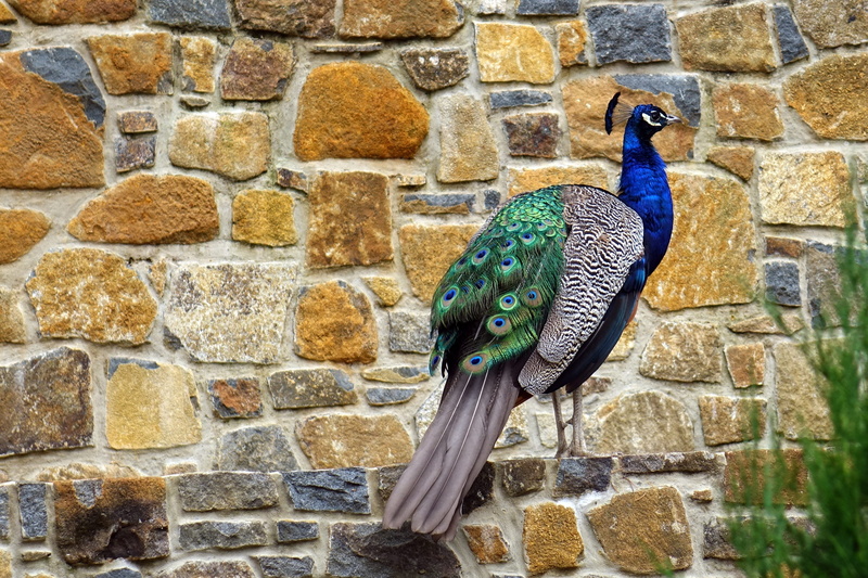 wall, stone wall, animal wildlife, tasmania, animals in the wild, 2K, iridescent, day, wall - building feature, nature, peacock feathers, animal themes