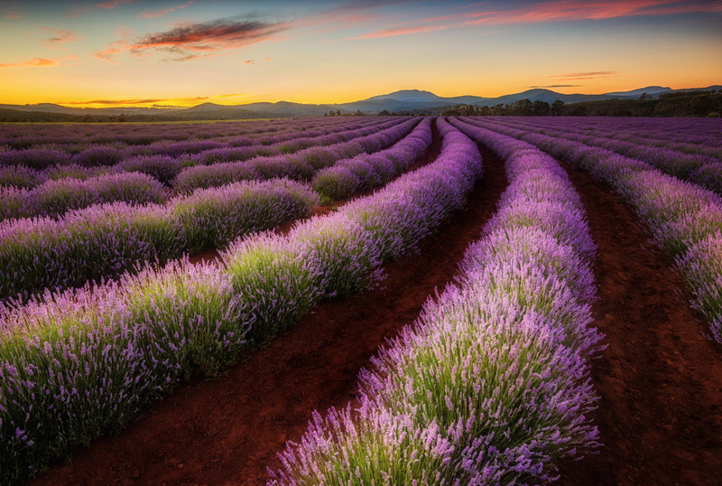 Tasmania, purple, valley, lavender, field, lavenders, Australia, 1080P